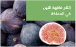 “البيئة”: المملكة تنتج 26.66 ألف طن من فاكهة التين .. وتحقق اكتفاءً ذاتيًا بنسبة 107%