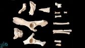 اكتشاف مقبرة في العلا تحوي عظاماً لـ 11 شخصاً تعود إلى 4 آلاف سنة قبل الميلاد