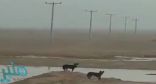 بالفيديو..‏ ذئبان يتجولان في ‎روضة نورة شمال الرياض‎