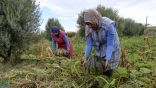 الزراعات البيولوجية والعضوية تشهد ازدهارا في المغرب العربي