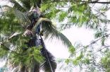 “فلبيني” تسلق شجرة جوز هند وظل عالقاً 3 سنوات .. لهذا السبب!
