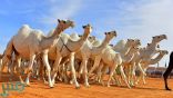 3 مليارات ريال و700 مشارك في مهرجان الإبل
