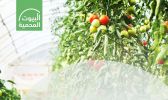 “البيئة”: أكثر من 266 ألف طن طاقة إنتاجية سنوية للبيوت المحمية من محصول الطماطم