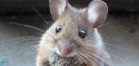 دراسة نادرة.. نتائجها ” الفئران” اغلبها لا يموت بالسم