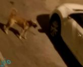 أمانة الشرقية توضح حقيقة فيديو الكلاب الضالة في الدمام