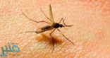 دراسة تكشف حقيقة انتقال فيروس كورونا عن طريق البعوض والحشرات