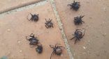 أمطار غزيرة تجلب الكثير من العناكب القاتلة إلى منازل الناس في أستراليا