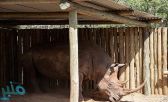أمل جديد لإنقاذ آخر سلالة لـ وحيد القرن الأبيض