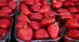 “البيئة” ترفع الحظر عن الفراولة والفلفل الطازجة من مصر