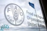 “الفاو” توافق على طلب المملكة بإقامة سنة دولية للتمور في 2027