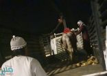 بلدية جنوب مكة تصادر عددًا من الخيول والألعاب الهوائية