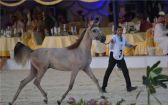 انطلاق بطولة منطقة مكة المكرمة الدولية الرابعة عشر لجمال الجواد العربي بجدة