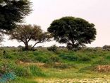 “بيئة مكة” تحتفي بيوم الغابات العالمي