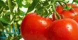 الطماطم تقي من سرطان الكبد