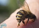 علاج لسعة النحل بالماء والمسكنات …تعرف عليه