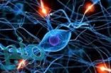 علماء يتمكنون من تحديد الخلايا العصبية المسببة للعدوانية