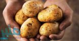 اليك.. اضرار الإفراط فى تناول البطاطس على صحة الإنسان