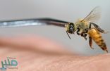 دراسة حديثة: “سم النحل” يستطيع تدمير خلايا سرطان الثدي