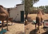 شاهد .. ناقة تبحث عن مربيتها وتتفقد غرفتها بعد وفاتها بالقنفذة