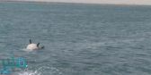 التحالف: اكتشاف وتدمير لغم بحري إيراني الصنع زرعته الميليشيا الحوثية جنوب البحر الأحمر
