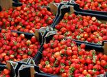 حظر استيراد الفراولة المصرية بسبب وجود متبقيات للمبيدات