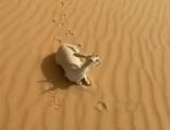 “الوطني لتنمية الحياة الفطرية”: الفيديو المتداول عن نفوق ظباء بصحراء الدهناء يعود لمنطقة خارج المملكة