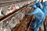 سفارة خادم الحرمين بجنوب أفريقيا تحذر مواطنيها من “الدجاج الحي”