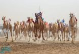 انطلاق سباق الهجن بموسم حائل بمشاركة أكثر من 2000 مطية