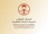 المركز الوطني لتنمية الحياة الفطرية يقف على حادثة هجوم قرود بابون على مواطن في الباحة