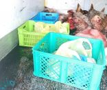 إتلاف لحوم غير صالحة للاستهلاك بعزيزية عزيزية مكة المكرمة