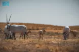 محمية الإمام تركي بن عبدالله الملكية تحتفي باليوم العالمي للتنوع الأحيائي