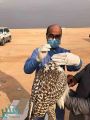 البيئة تشارك بفحص الصقور في مهرجان حفر الباطن