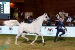 انطلاق مهرجان الأمير سلطان بن عبدالعزيز العالمي للجواد العربي في نسخته التاسعة