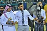 البطولة الدولية لجمال الجواد العربي تختتم منافسات اليوم الأول