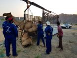 بالصور.. إزالة (130) حظيرة أغنام ومصادرة الإبل السائبة بمكة المكرمة