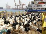 “البيئة” تفسح 238 ألف رأس من الماشية لتغطية موسم الحج