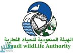 إعلان أسماء المرشحين للاختبار التحريري على وظائف الهيئة السعودية للحياة الفطرية