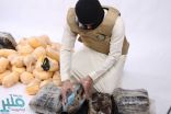 إحباط محاولة تهريب (233) كيلو جرامًا من الحشيش المخدر بالمنطقة الشرقية