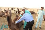 البيئة: شرائح ترقيم الإبل آمنة ولا تسبِّب أضرارًا.. وليس عليها رسوم حالياً