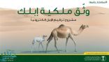“البيئة”: ترقيم الإبل اختياري حتى بداية محرم المقبل