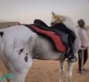 القبض على مواطن بجدة تباهى بالاعتداء على خيلٍ محدثًا إصابات ظاهرة به