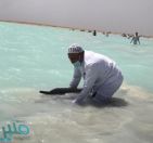 إنقاذ عشرات الدلافين التي جنحت على شاطئ أملج