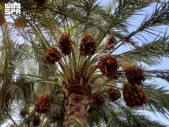 بطاقة تتجاوز 90 ألف طن سنويًّا.. محافظة الخرج من أبرز مصادر إنتاج التمور في المملكة