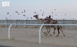 ميدان الهجن بنجران يُعلن نتائج سباق سنّ “اللقايا فما فوق”