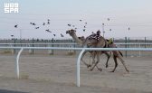 ميدان الهجن بنجران يُعلن نتائج سباق سنّ “اللقايا فما فوق”
