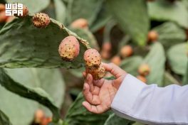 800 طن من التين الشوكي تعزز الإنتاج الزراعي في الباحة