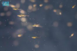 “مركز تنمية الحياة الفطرية” يُطلق أول برنامج لإكثار وإعادة توطين أسماك المياه العذبة بالتعاون مع “كاوست”