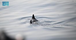 مشاهد الدلافين تُزيّن سواحل جزر فرسان وتُعزّز جاذبيتها السياحية