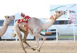 “بروق” تحقق لقب الأسرع للأشواط الصباحية النهائية لفئة الحقايق بمهرجان ولي العهد للهجن