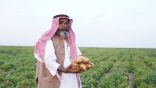 وادي الدواسر تزرع 6 آلاف هكتار بطاطس تنتج 480 ألف طن